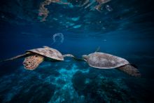 Turtle - near Lady Elliot Island - Image credit 