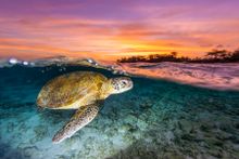 Turtle - Lady Elliot Island afternoon