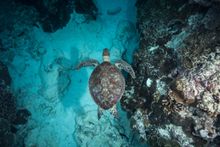 Turtle - Lady Elliot Island above