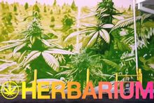 Starline Tours' new Hollywood 420 Celebrity Tour in Los Angeles 