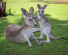 Kangaroos at Cooberrie Park