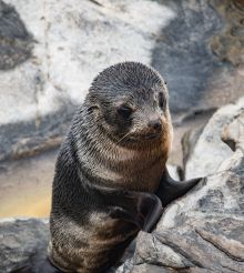 Long-nosed Fur Seal pup on Kangaroo Island