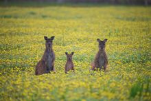 Kangaroo family on Kangaroo Island