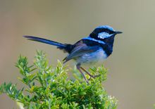Superb Fairy-wren on Kangaroo Island