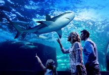 Tour the Cairns Aquarium by Night before dining alongside colourful marine life.