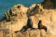 Seals on rock at Marlborough Sounds