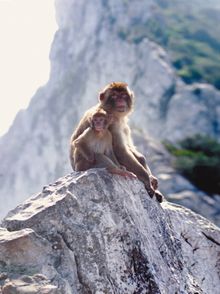 Barbary Macaque