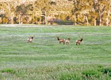 Yellowstone National Park is just 53 miles east of downtown Cody