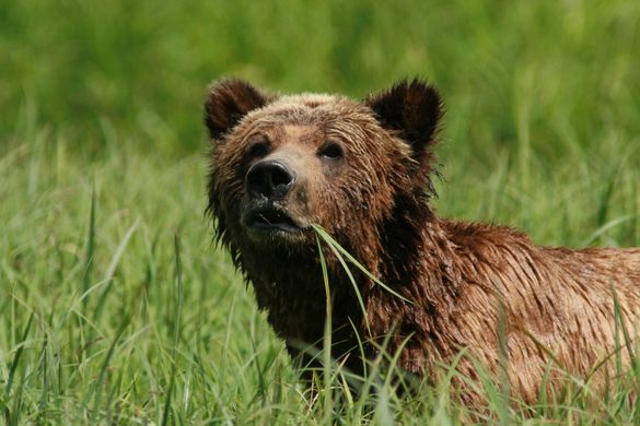 Wildlife and nature, as well as cultures, of the BC and Alaska coast are featured on this trips that have exclusive access and h