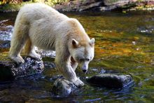 Spirit bear fishing for salmon in the Great Bear Rainforest