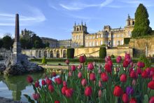 Tulips in the Water Terraces, created by Duchene at Blenheim Palace