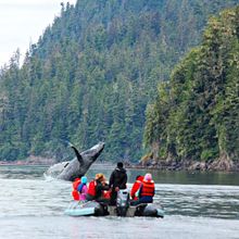Humpback whale breaches near skiff in SE Alaska