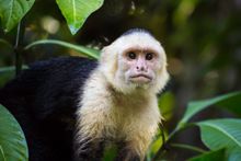 A curious white-faced capuchin monkey in Costa Rica