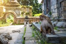 Monkeys at Pashupatinath Temple, Nepal