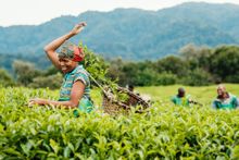 Local tea leaf pickers at Nyungwe House in Rwanda