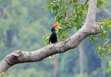 Rhinoceros Hornbill, Borneo