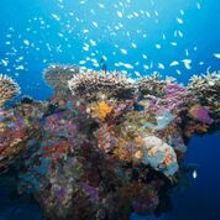 Thriving coral reefs at Long Run member Six Senses Laamu