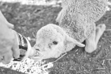 Who doesn’t love a lamb?