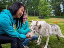 Yamnuska Wolfdog Sanctuary