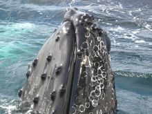 A Whale Breaches in the Santa Barbara Channel off the Coast of Oxnard, California