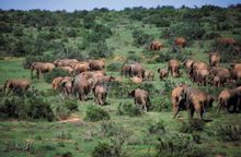 Addo Elephant Park, South Africa