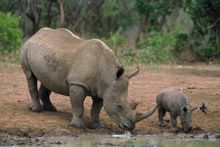 Hluhluwe Game Reserve, South Africa