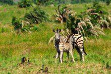isimangaliso Wetland Park, South Africa