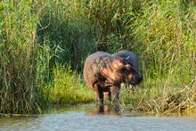 St Lucia estuary, river cruise, South Africa: baby hippo