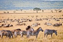 Migration, Serengeti plains, Tanzania