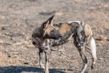 South Luangwa National Park, Zambia
