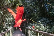 Birds of Eden, the world’s largest free-flight aviary, South Africa