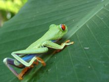 Red-eyed tree frog, Tortuguero National Park, Coast Rica