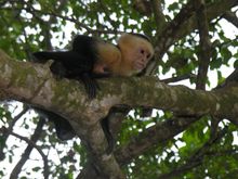 White-faced Capuchin monkey, Coast Rica