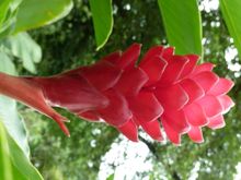 Flora at Tortuguero National Park, Coast Rica
