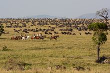 Masai Mara, mobile rides, Kenya (new for 2020)