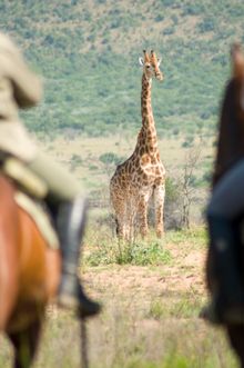 Camp Davidson, Triple B Ranch, South Africa: 