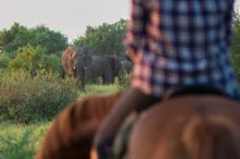 Tuli Safari, Mashutu Game Reserve, Botswana