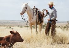 Learning the cowboy lifestyle, Chico Basin Working Ranch, Colorado