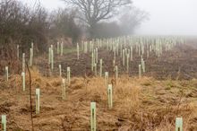Northern Forest tree planting at Jacksons Farms Brigg with Steppes Travel