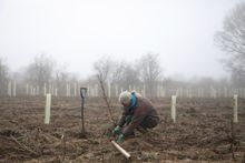 Steppes Travel Expert Deborah Brock-Doyle planting trees