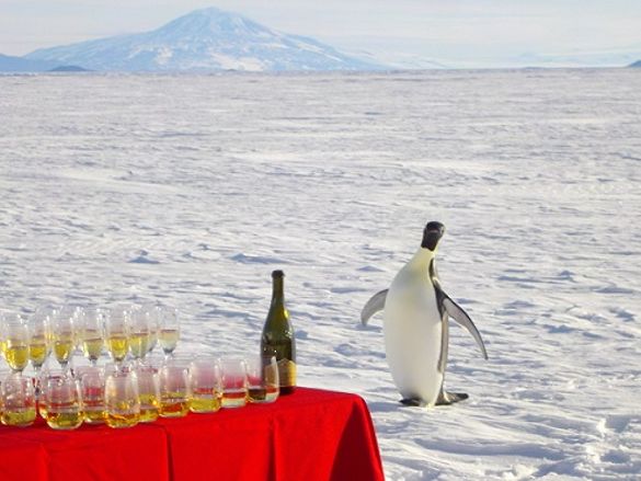 Emperor penguin joins 200th anniversary in Antarctica's Ross Sea