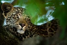 Leopard in the Sabi Sand
