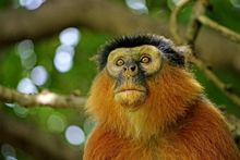 Western Red Colobus Monkey