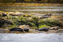Common seals