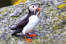 Puffin with fish on the Shiant Isles