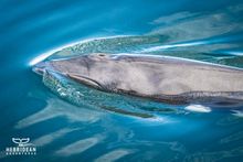 Minke whale right by the boat