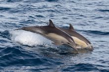 Short-beaked common dolphins