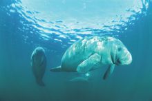 Sighting are rare, of this unique marine species.