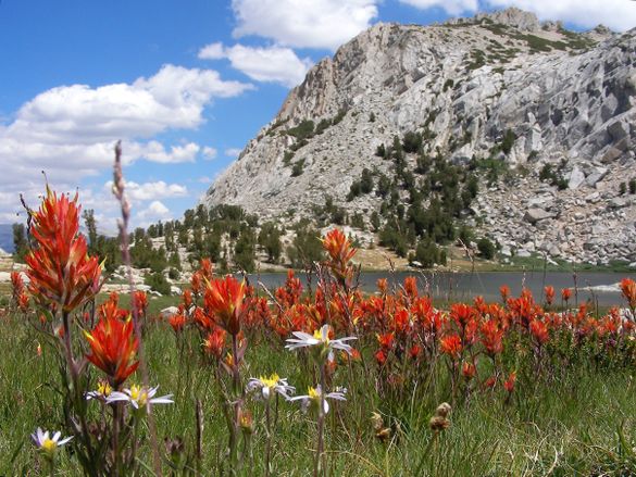 High Country Wild Flowers