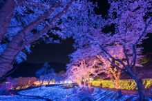 Lake Sagami Pleasure Forest